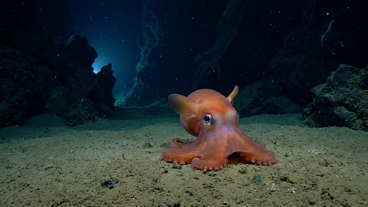 Um polvo com olhos gigantes é achado no fundo do mar, e a nova espécie Opisthoteuthis carnarvonensis é uma prova de quanta parte do oceano ainda não tem nome Pesquisadores catalogam uma nova espécie de polvo abissal encontrada em expedição científica na costa australiana.
