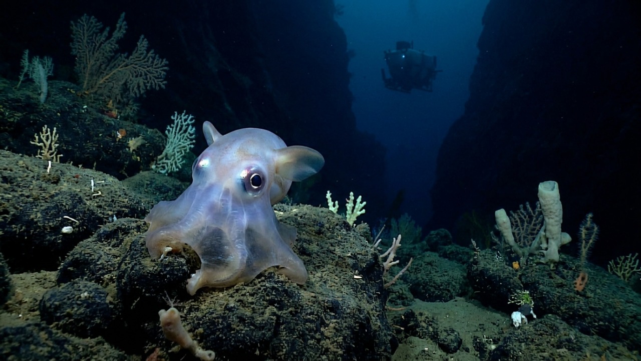 Um polvo com olhos gigantes é achado no fundo do mar, e a nova espécie Opisthoteuthis carnarvonensis é uma prova de quanta parte do oceano ainda não tem nome O polvo flapjack de Carnarvon é uma nova espécie descoberta em cânions profundos da Austrália.