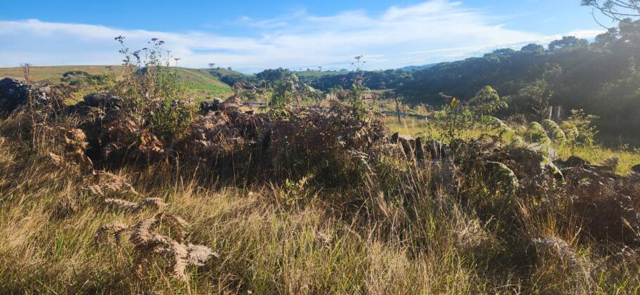 As taipas, muros de pedras construídos por escravos e indígenas no século 19
