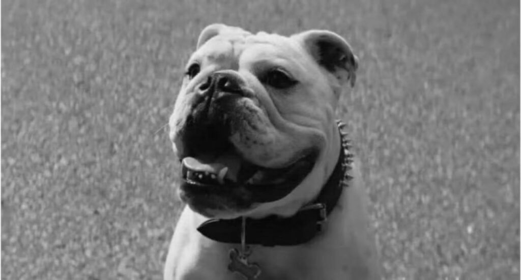 Terror, o cachorro de Billy Bruto (Karl Urban) em The Boys
