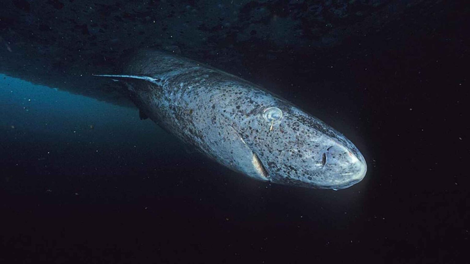 Nas profundezas das águas frias do Atlântico Norte e do Ártico, um tubarão-da-Groenlândia ultrapassou os limites do que os cientistas acreditavam que um vertebrado poderia sobreviver.