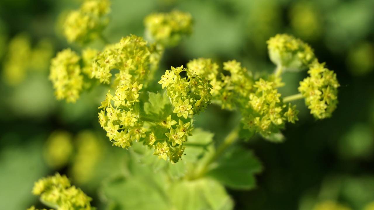 Malva-branca: Uma planta perene robusta com propriedades curativas Malva-branca virou queridinha nos canteiros por formar um visual sofisticado e exigir poucos cuidados no dia a dia.