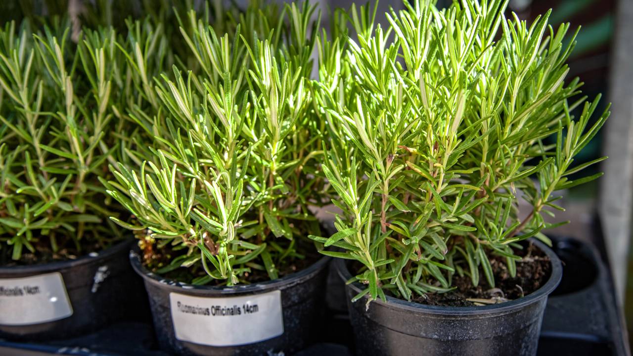 Três plantas que repelem formigas e que você pode ter no jardim a partir de hoje Uma barreira natural com lavanda, hortelã,alecrim e manjericão pode ajudar a proteger hortas e canteiros das formigas.