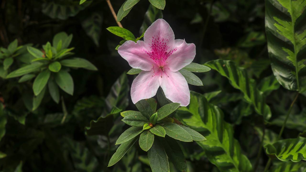 As 4 melhores espécies de arbustos para plantar na calçada e ter flores o ano todo sem danificar o passeio Paisagistas apostam nesses arbustos para criar jardins urbanos bonitos, seguros e fáceis de manter no dia a dia.