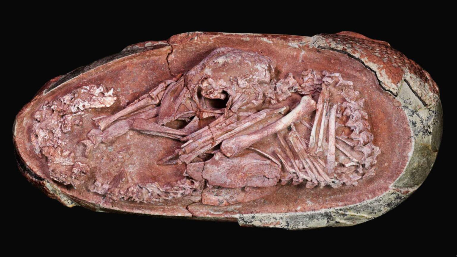 Um dinossauro que nem tinha nascido é achado dentro do ovo depois de 70 milhões de anos, e o fóssil dá uma chance única de ver os momentos finais antes do nascimento Um ovo fossilizado do sul da China abriu uma rara janela para os momentos finais de um dinossauro antes da eclosão.