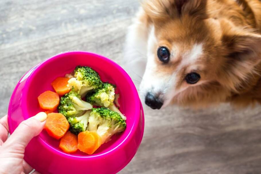 Alimentação adequada contribui para saúde e qualidade de vida do animal (Anastasiya Tsiasemnikav | Shutterstock)