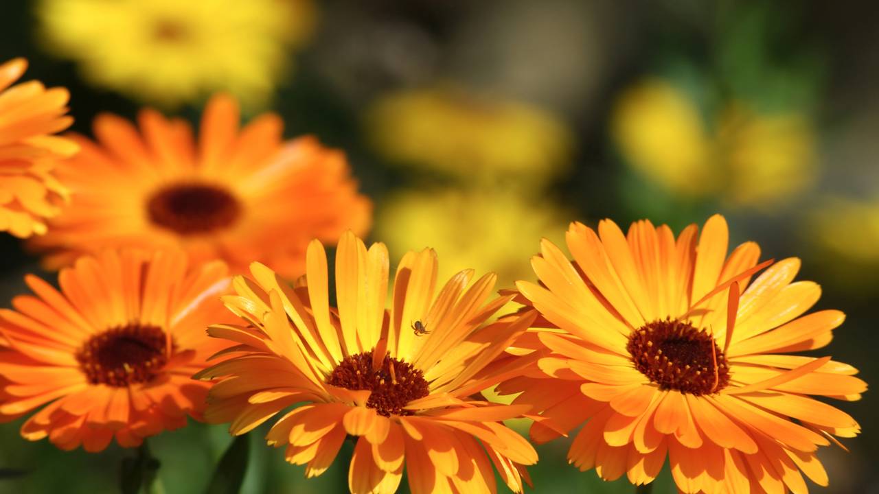 Essas plantas resistentes ajudam a preencher canteiros naturalmente e deixam o jardim florido com pouca manutenção.