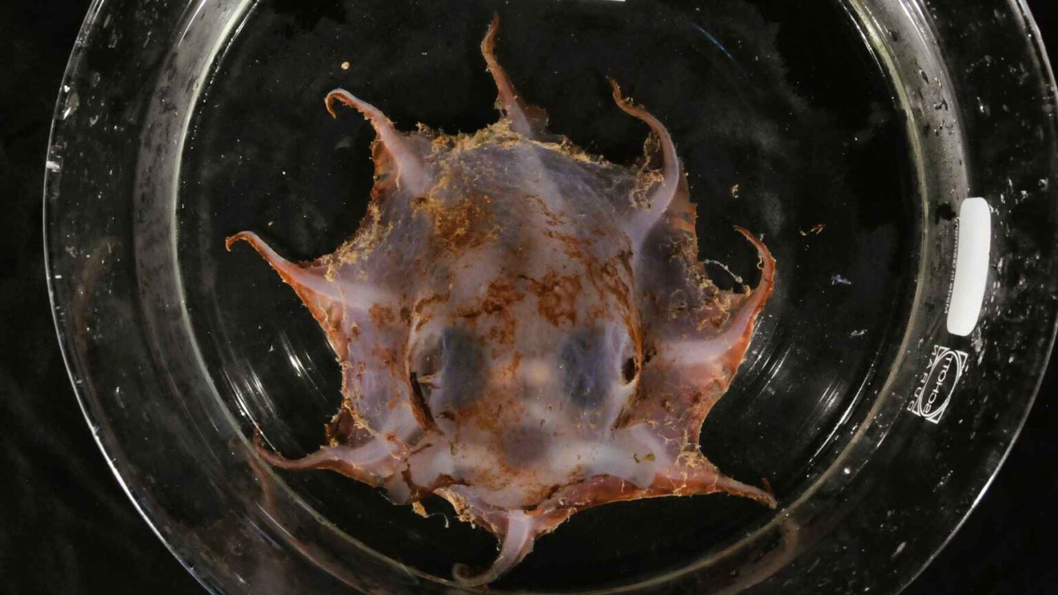 Um polvo com olhos gigantes é achado no fundo do mar, e a nova espécie Opisthoteuthis carnarvonensis é uma prova de quanta parte do oceano ainda não tem nome O polvo de Carnarvon flapjack é uma espécie recém-descrita de águas profundas do noroeste da Austrália, onde cientistas ainda estão nomeando a vida de cânions inexplorados.