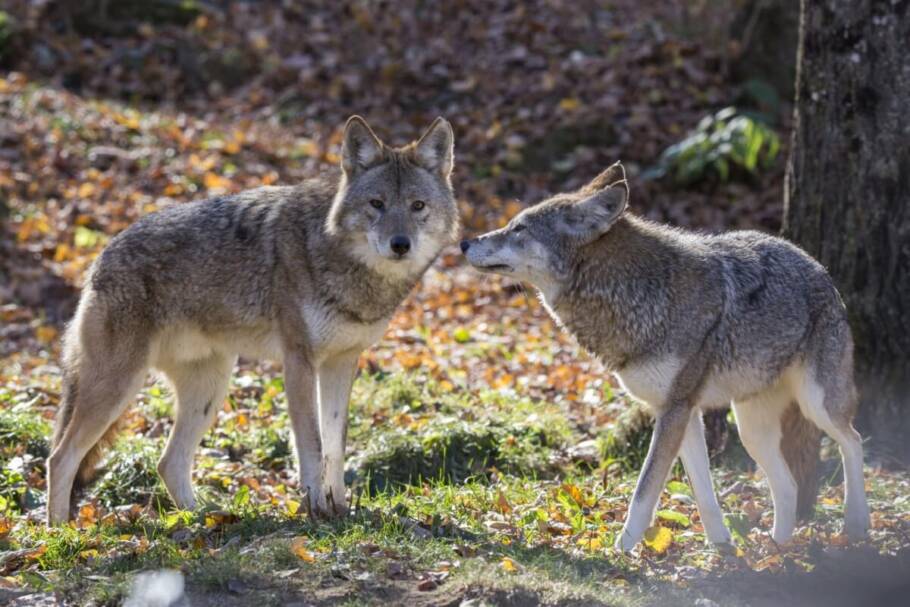 Os coiotes formam pares duradouros que dividem caça, proteção e cuidados com filhotes, aumentando a sobrevivência da família (Imagem: Mircea Costina | Shutterstock)