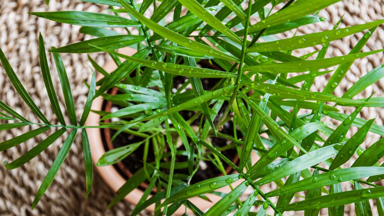 A palmeira perfeita para quintais pequenos: cresce devagar, é fácil de cuidar e não levanta o piso com as raízes Aprenda como plantar palmeiras em espaços reduzidos sem comprometer pisos, muros e tubulações do quintal.