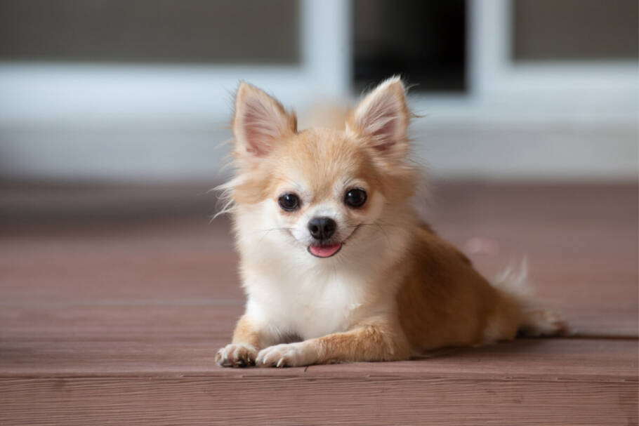 Pinscher e chihuahua: 8 características que diferenciam as duas raças Apesar de pequeno, o chihuahua é ousado, carinhoso e tende a se apegar profundamente ao tutor (Imagem: Ratchat | Shutterstock)