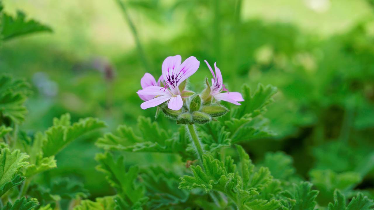 Três plantas que repelem mosquitos e que você pode ter em casa a partir de hoje Citronela, hortelã e lavanda criam uma barreira natural contra mosquitos e podem transformar qualquer cantinho da casa.