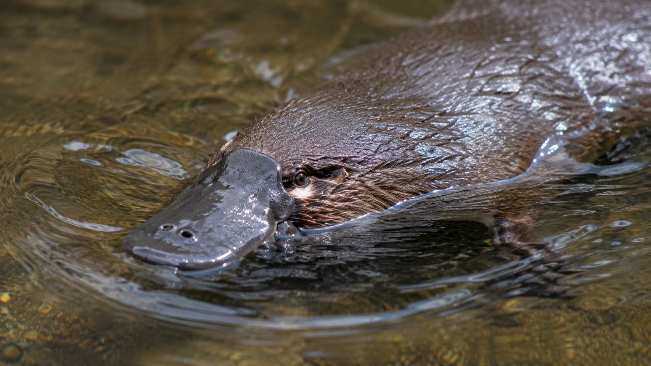 Animais que os cientistas não conseguem explicar completamente: o ornitorrinco O ornitorrinco une traços de répteis e mamíferos, com genética única e defesa venenosa.