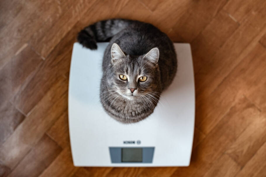 O controle de peso exerce papel fundamental na prevenção de dores articulares em pets (Imagem: Sasha Chornyi | Shutterstock)