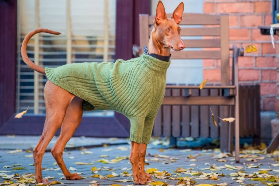 O pharaoh hound pode sentir frio com facilidade e precisar de ambientes aquecidos e roupas (Imagem: Maria Moroz | Shutterstock)