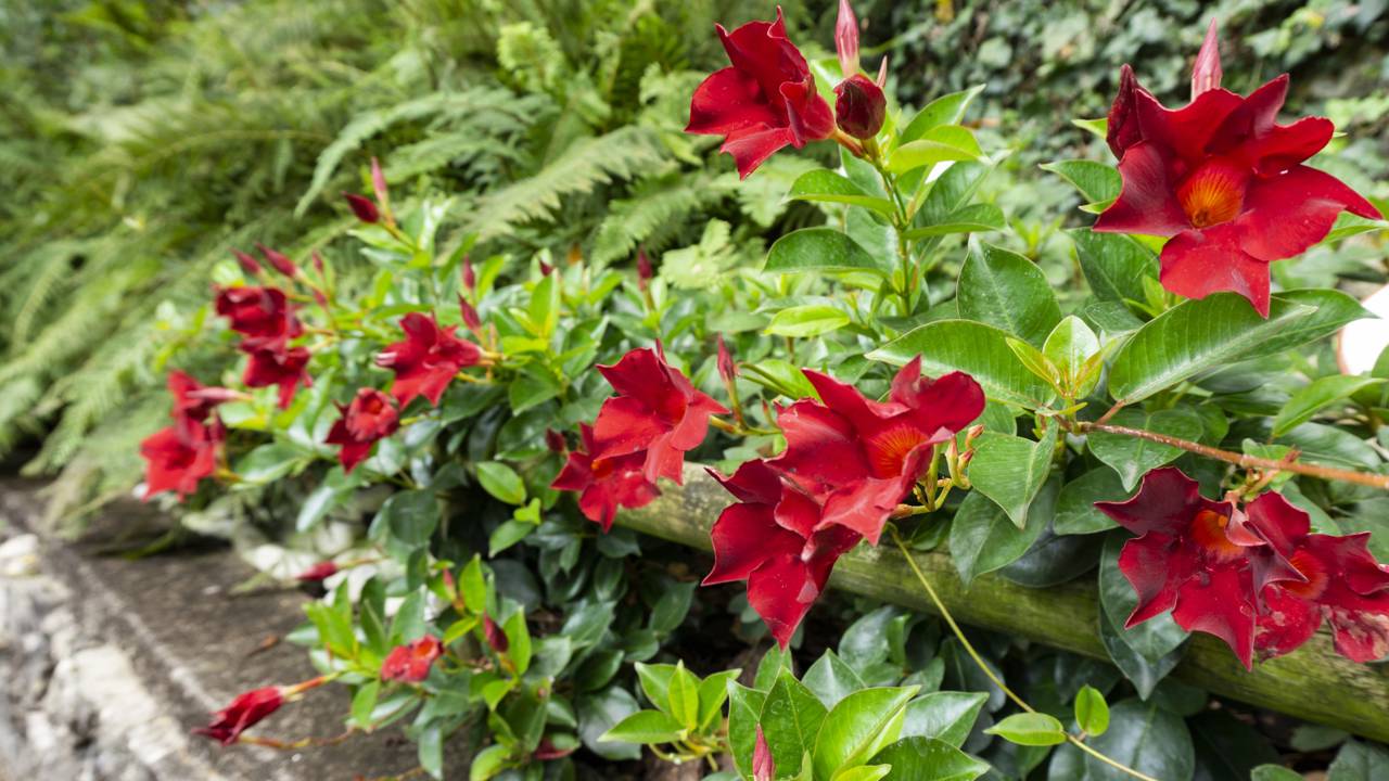 As 4 melhores espécies de plantas trepadeiras para cobrir o muro do quintal e ter privacidade sem obra Escolher a trepadeira certa pode transformar o muro em um painel verde sem comprometer a estrutura da casa.