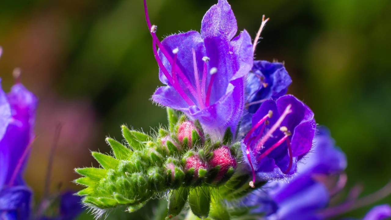 Jardins naturais estão apostando no Echium vulgare para trazer cor, resistência e mais polinizadores durante o verão.
