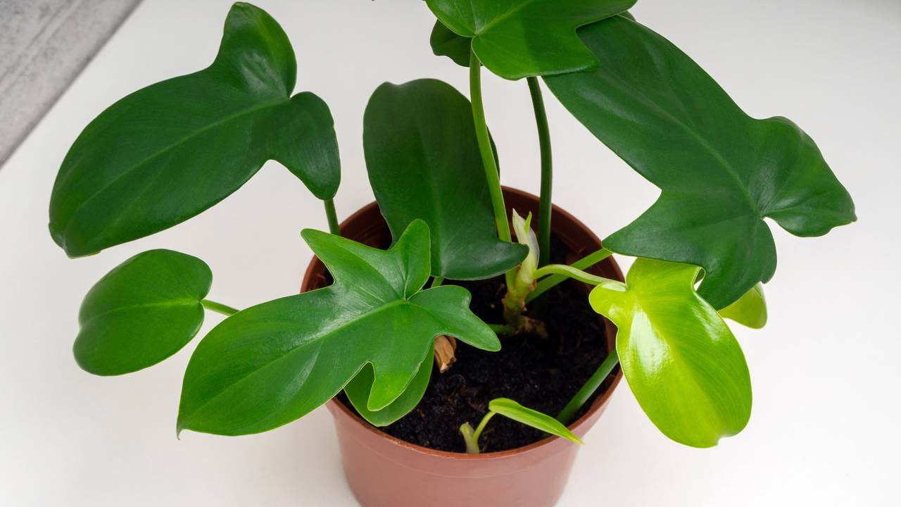 Nessa parte da casa, você deve plantar o filodendro de forma que ele fique repleto de folhas grandes e vigorosas Muita gente erra no lugar do filodendro e acaba limitando o crescimento das folhas sem perceber.
