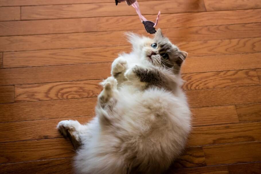 Timão é um nome ideal para gatos que adoram brincar, correr pela casa e chamar atenção (Imagem: Dave’s Domestic Cats | Shutterstock)