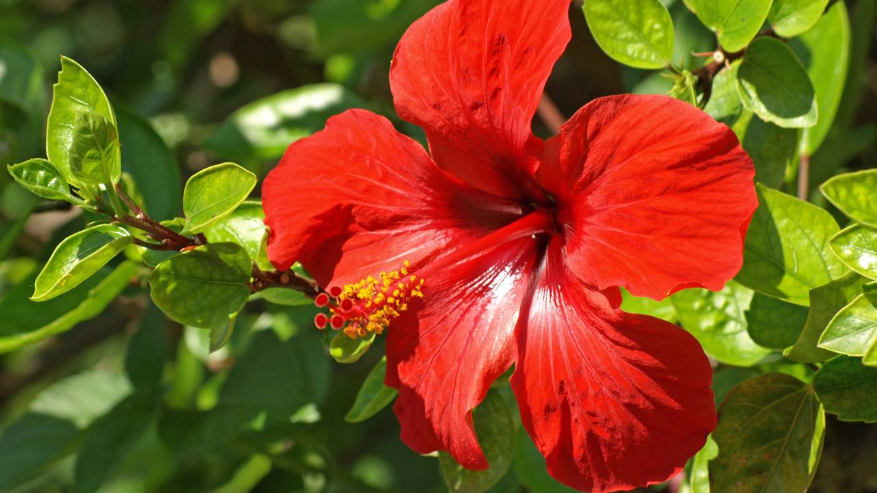 As cinco plantas ideais para atrair pássaros e borboletas para o seu jardim naturalmente Jardins com hibisco, lantana e ipê-amarelo estão se tornando refúgios naturais para aves e insetos polinizadores.