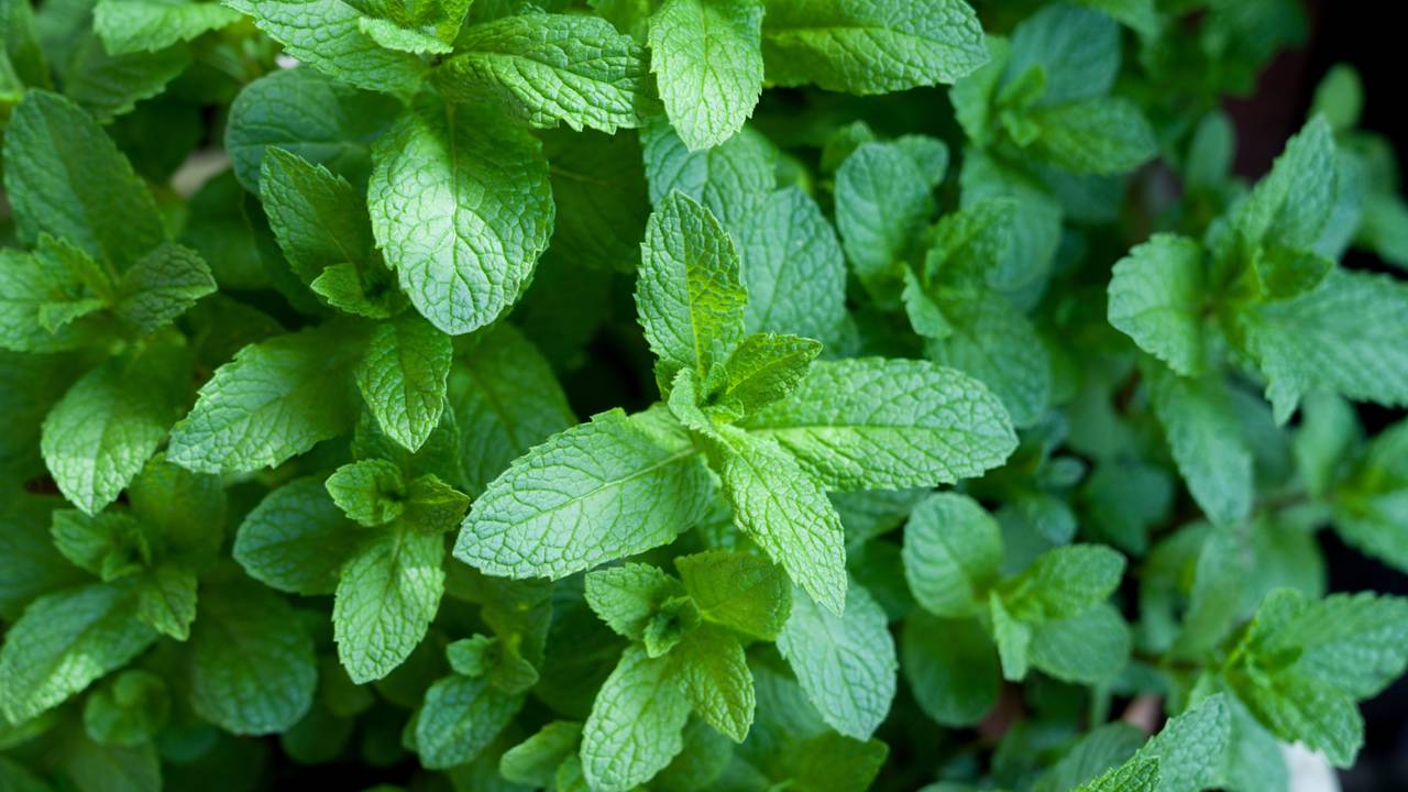 Três plantas que repelem mosquitos e que você pode ter em casa a partir de hoje Citronela hortelã e lavanda podem salvar suas noites do mosquito