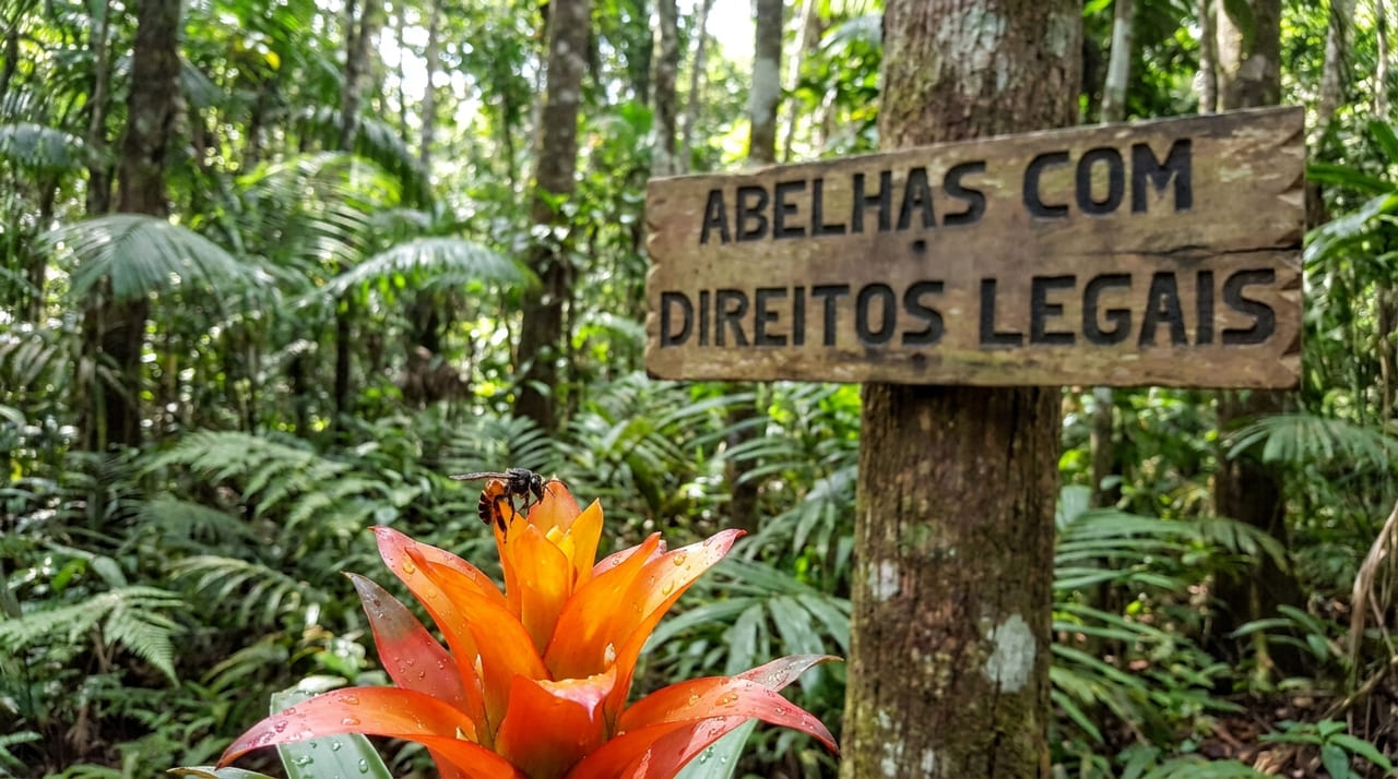 A nova legislação protege os habitats das abelhas contra o desmatamento e o uso de pesticidas que ameaçam os polinizadores amazônicos.