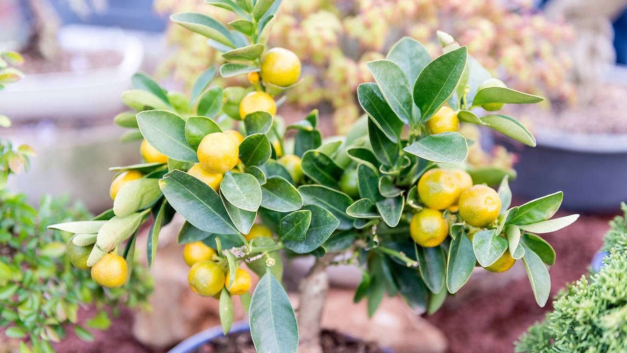 A árvore perfeita para casas pequenas: dá frutos o ano todo, é fácil de cuidar e não precisa de arrancar as raízes Compacto e perfumado, o limoeiro anão pode produzir frutos por meses mesmo em vasos pequenos e ambientes urbanos iluminados.