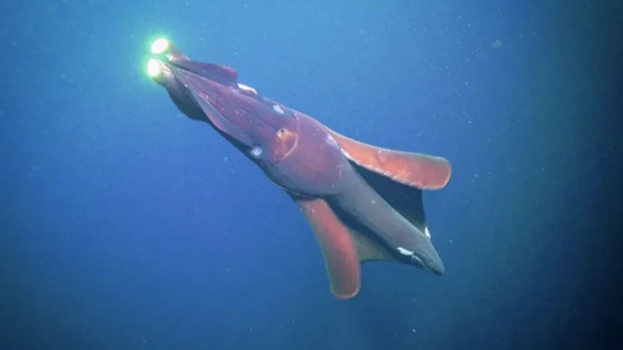 Lula gigante rara encontrada no oeste da Austrália A lula gigante foi encontrada após mais de duas décadas. Créditos: (Foto/Instituto Oceanográfico Schmidt)