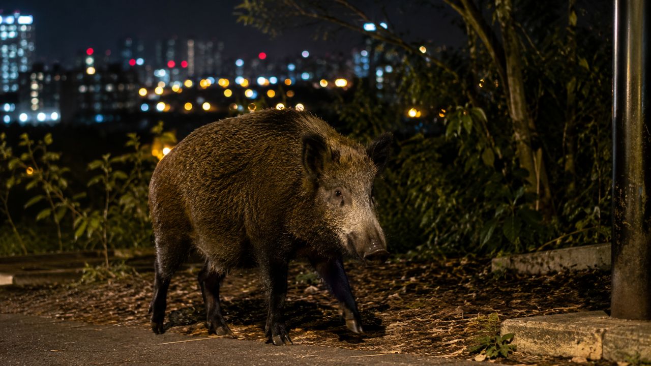 Alterações genéticas permitem que javalis se adaptem rapidamente à vida em ambientes urbanos.