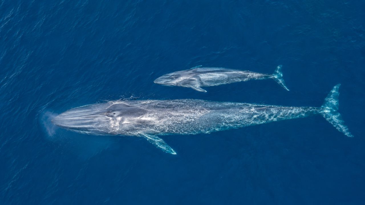 A baleia azul fascina cientistas por seu tamanho colossal, curiosidades únicas e comportamento.