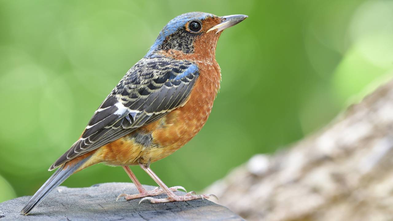 Se você encontrar um ninho de musgo de um sabiá-laranjeira no jardim da sua casa, nós lhe diremos o que isso significa e por que é um bom sinal A presença do sabiá-laranjeira está ligada a abrigo, alimento e condições favoráveis para aves urbanas no jardim.