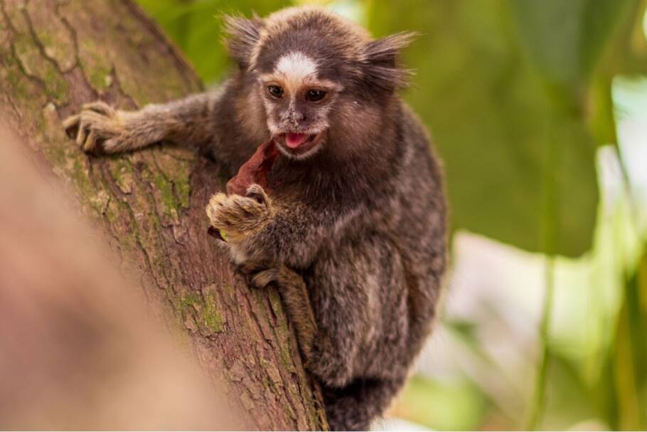 O sagui se alimenta de frutas, insetos, pequenos ovos, néctar, sementes e seiva de árvores (Imagem: Eduardo H. Delpy | Shutterstock)