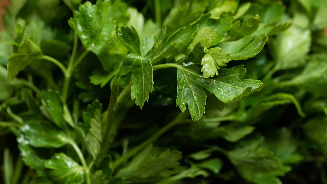 Quem ama comida caseira está apostando nessa erva perfumada para arroz, peixes e receitas do dia a dia.