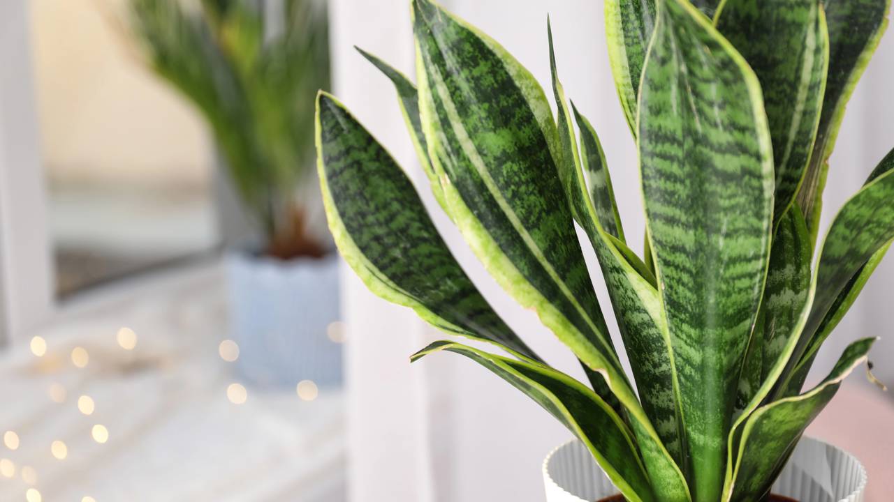 Segundo um especialista: “A língua da sogra é muito mais poderosa do que parece.” Planta poderosa que purifica o ar, afasta más energias e decora ambientes, unindo proteção, bem-estar e estilo diário