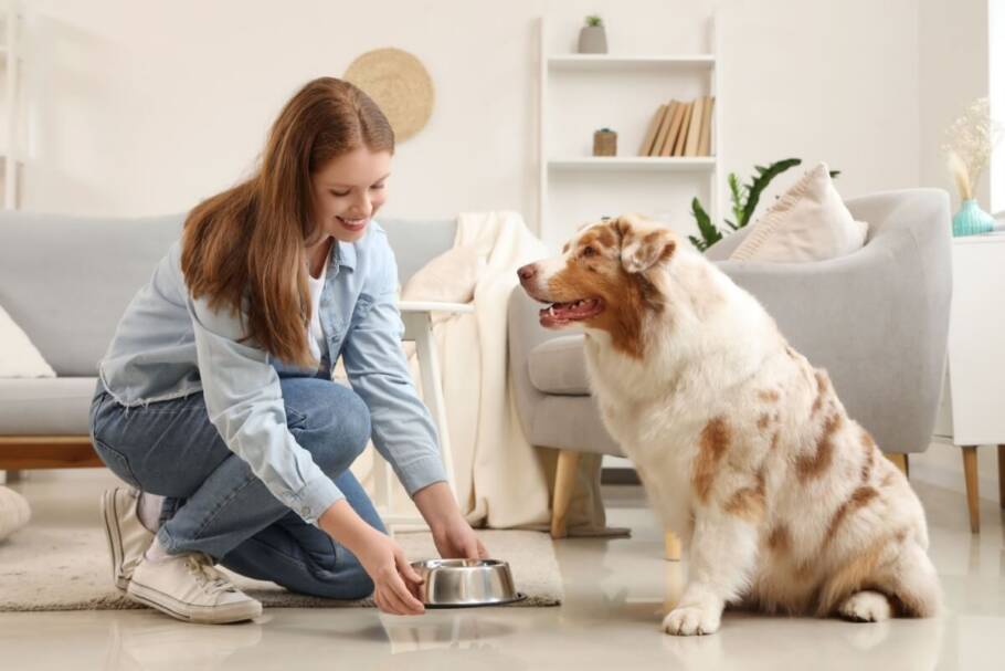 Colocar a ração em superfícies maiores ajuda o cachorro a comer mais devagar, estimula o faro e torna a refeição mais divertida e natural (Imagem: Pixel-Shot | Shutterstock)