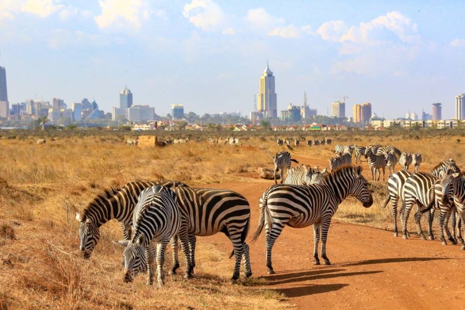 O único lugar do mundo onde leões andam perto de arranha-céus Zebras no Parque Nacional de Nairóbi