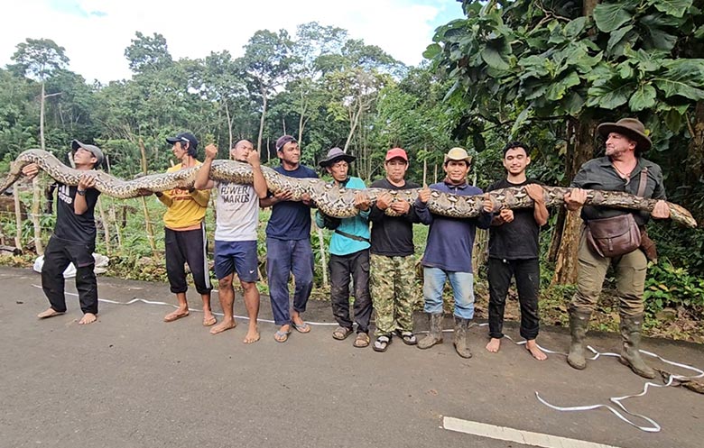 Além de ser medida com fita de topógrafo, a cobra também era pesada (em um grande saco plástico) em balanças normalmente reservadas para sacos de arroz, pesando 96,5 kg (213 lb), o que é semelhante a um panda gigante adulto. Também vale notar que parecia que ela não tinha comido recentemente.