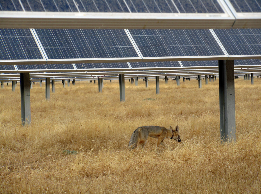 Os resultados científicos demonstraram de forma robusta que a usina solar não gerou impactos ecológicos negativos severos.