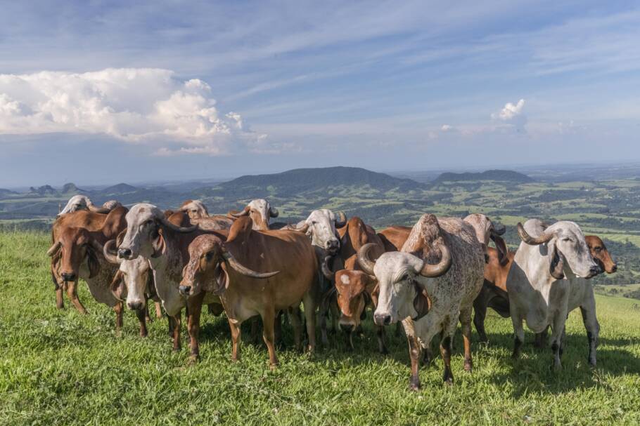 A fazenda é referência nacional na produção de queijos de leite cru tropical