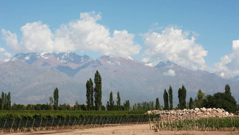 Vinhedos da vinícola Zuccardi, no Vale de Uco, na região de Mendoza (Argentina)