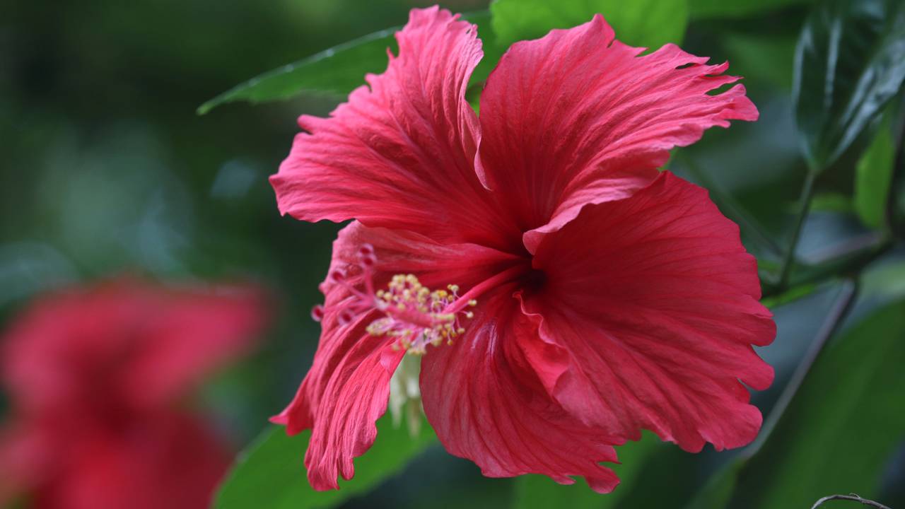 Nem girassóis nem margaridas: este é o melhor arbusto florido para transformar seu jardim em um espetáculo de cores o ano todo O hibisco pode transformar quintais, varandas e canteiros com flores marcantes durante boa parte do ano. Veja por quê.