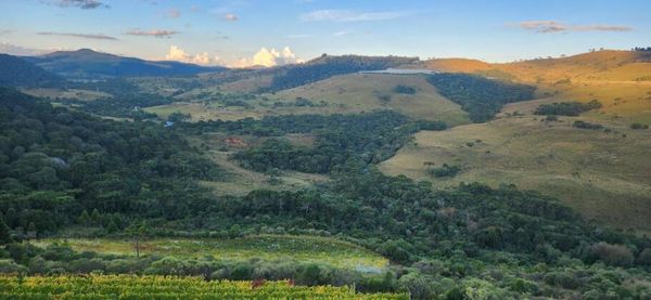Como os vinhos de altitude transformaram a Serra Catarinense Vista de parte dos vinhedos da Leone di Venezia