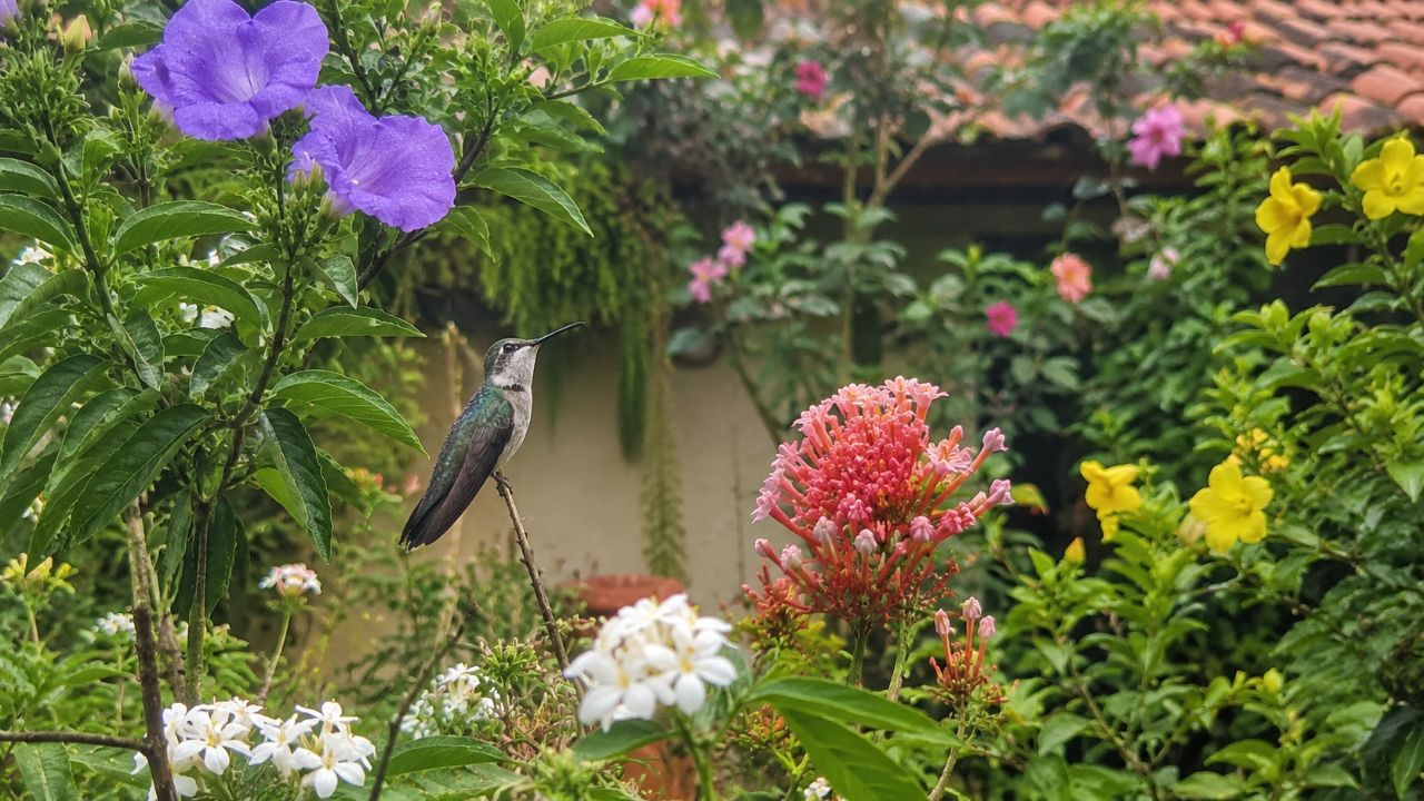 O que significa o aparecimento de beija-flores na sua varanda ou jardim e por que eles vêm? A presença de beija-flores indica equilíbrio ambiental e alta qualidade ecológica da região.