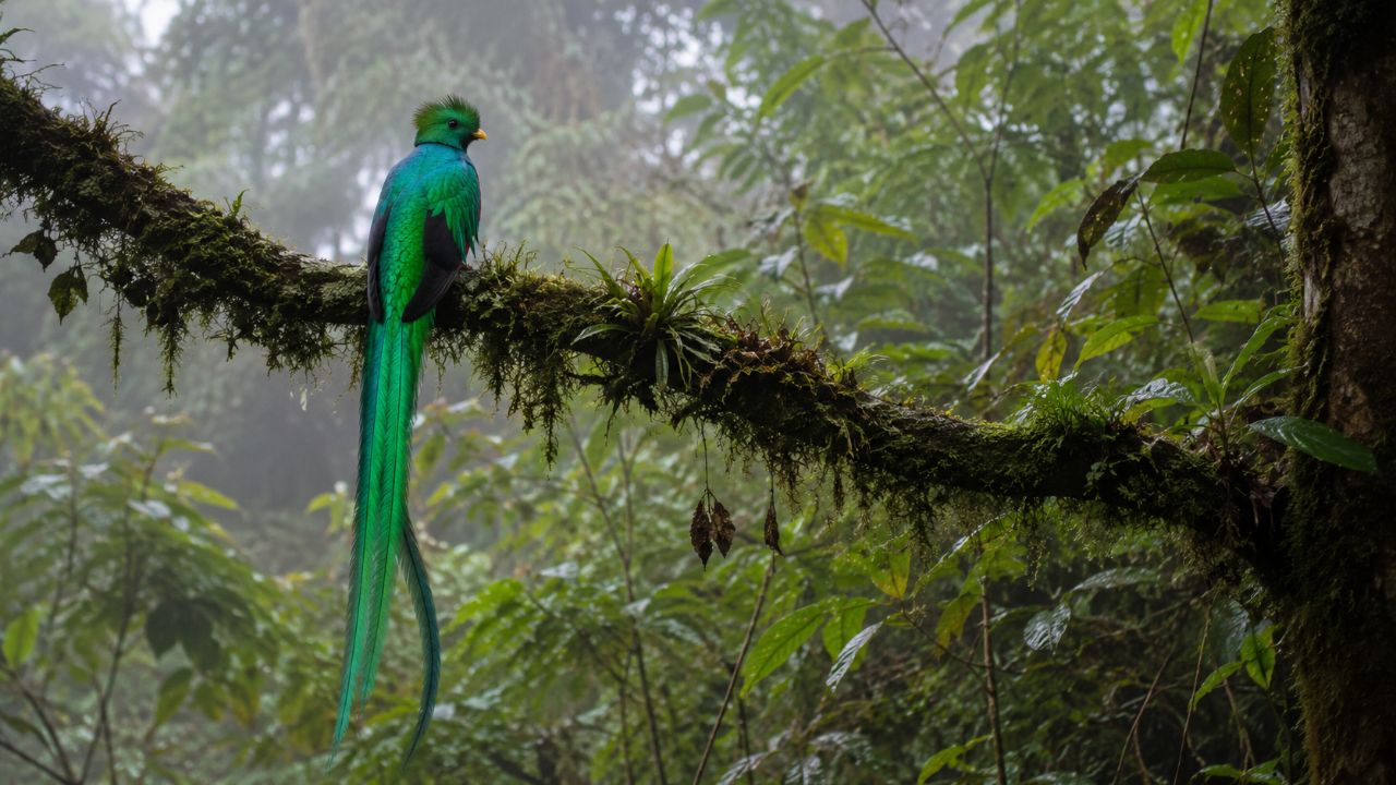 O quetzal, uma ave sagrada para os povos antigos e que representa o emblema da Guatemala O quetzal habita florestas nubladas da América Central, essenciais para sua sobrevivência.