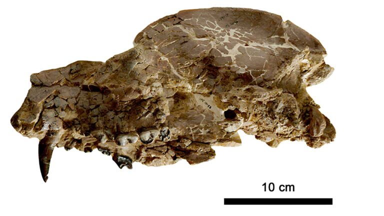 O espécime-tipo de Paludocyon moyasolai, o crânio fóssil que ajudou a identificar uma nova espécie de cão-urso da Espanha do Mioceno Médio.
