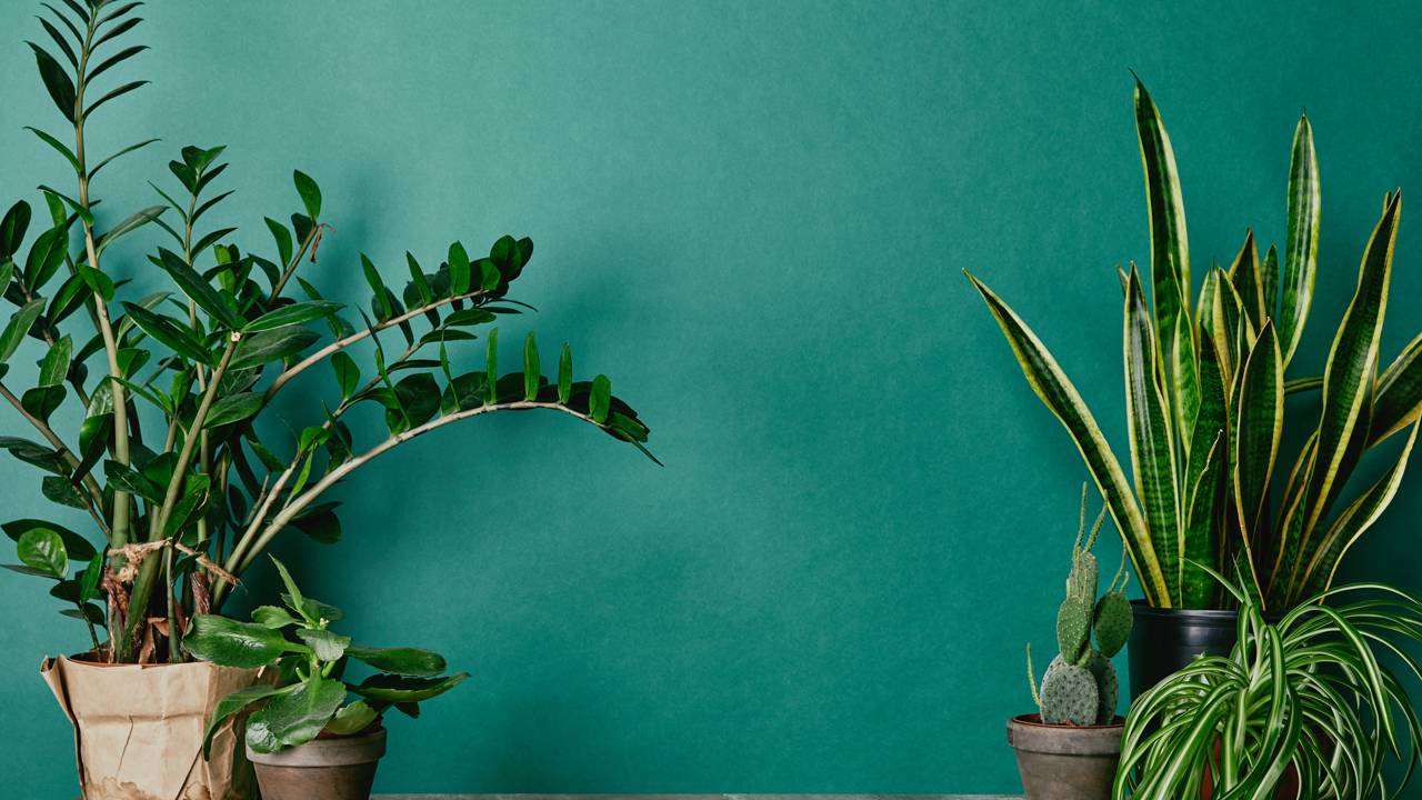Jiboia, zamioculca e espada-de-São-Jorge estão entre as plantas de interior mais fáceis de cuidar