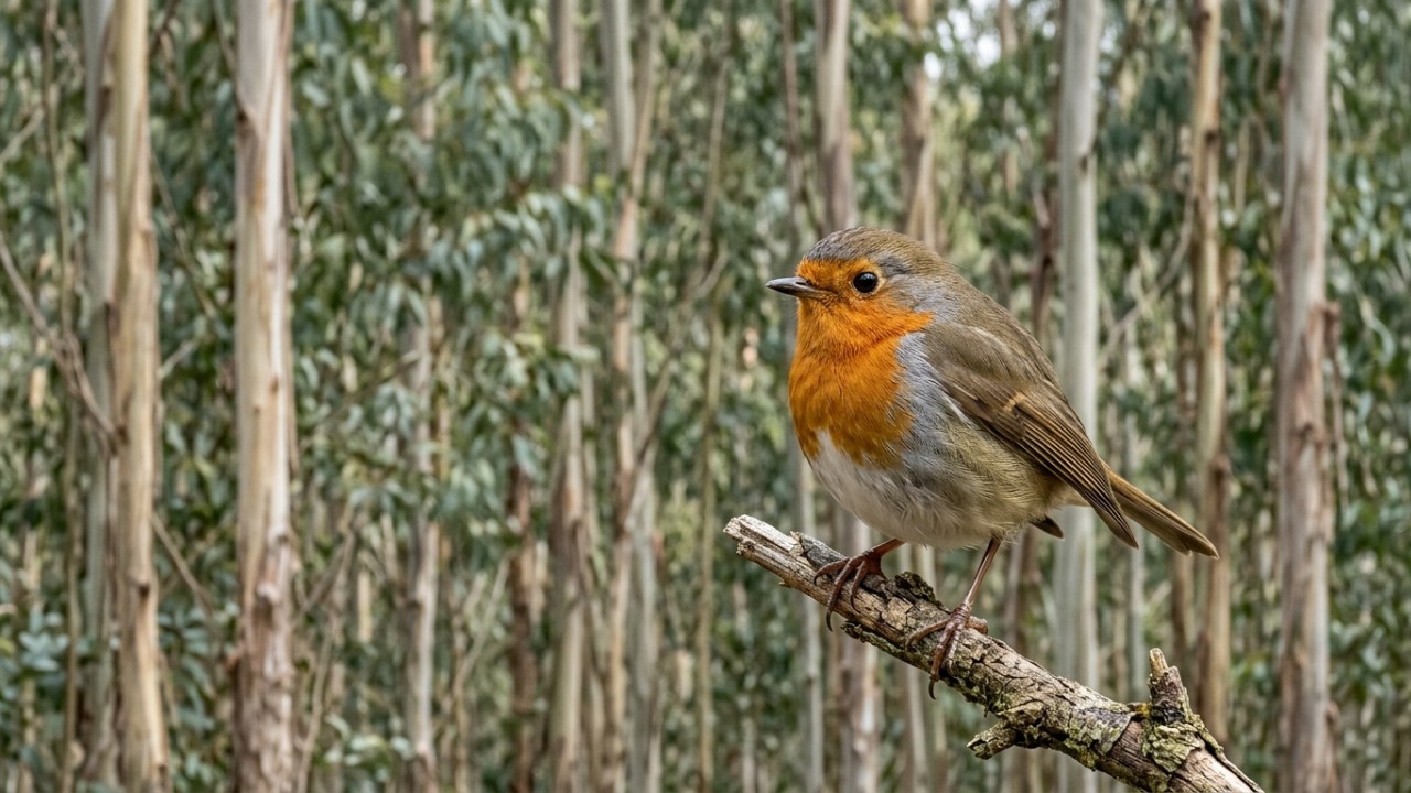 A proximidade das plantações comerciais de eucalipto pressiona as fronteiras ecológicas do Parque Natural Fragas do Eume e compromete sua integridade biológica. – Imagem gerada por IA