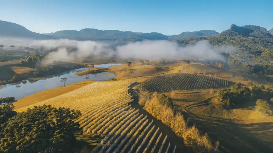 Como os vinhos de altitude transformaram a Serra Catarinense Parreirais da Vinícola Thera, na Serra Catarinense